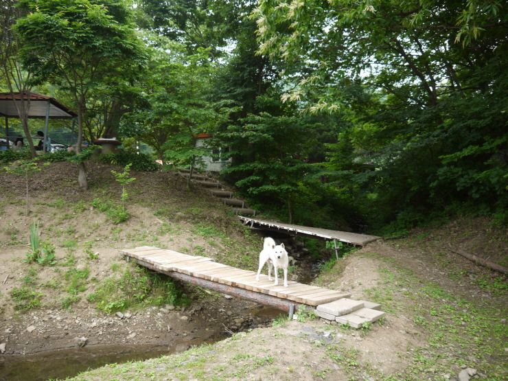 백동지 말썽쟁이 백구